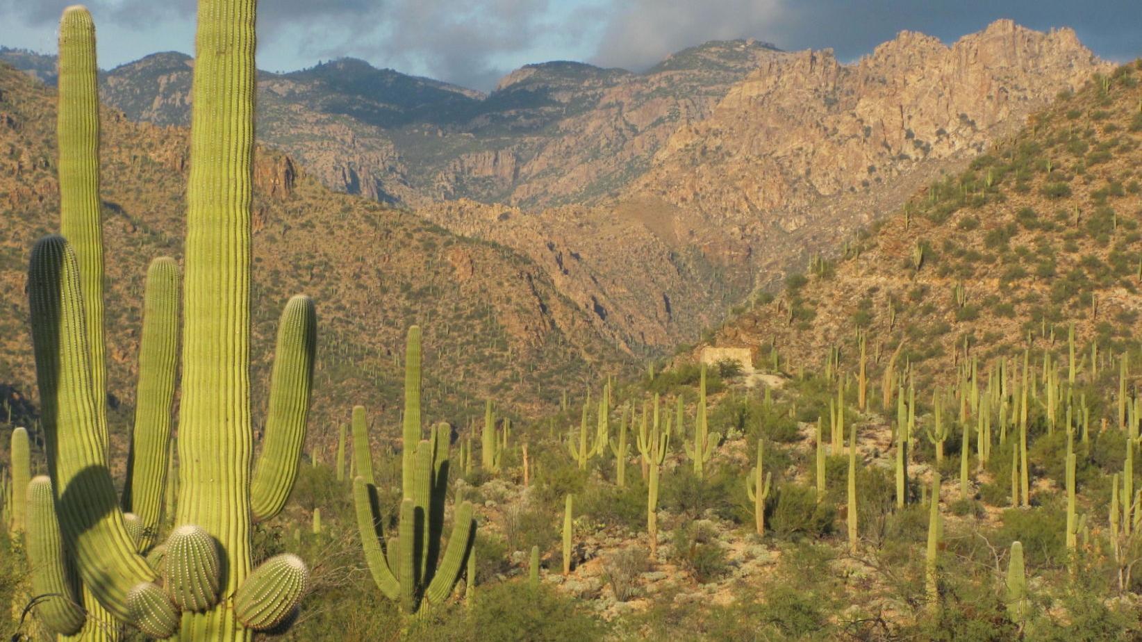 Cactus forest in Sabino Canyon